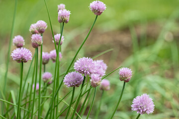 Obraz premium Blooming chives (Allium schoenoprasum). Space for your text.