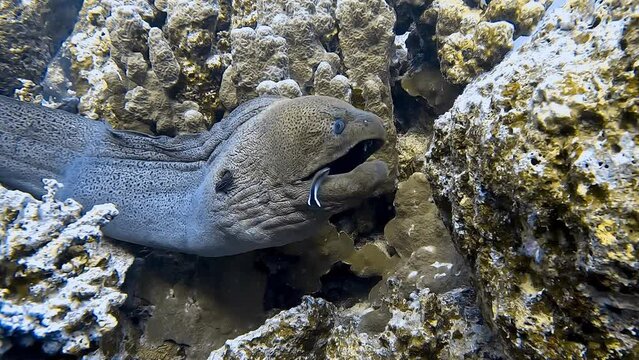 A beautiful Javanese moray eel gets its mouth cleaned by a wrasse. It opens its mouth very wide and then ejects the wrasse.