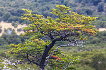 View of Los Glaciares National Park, El Chalten,Patagonia, Argentina.