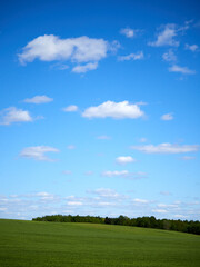 Fototapeta premium Horizon. Green field, blue sky and white clouds.