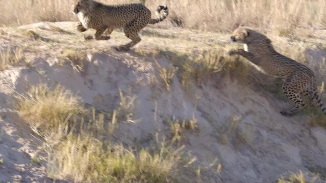 2 Cheetahs Playing and Fighting While Chasing on Dusty hillside