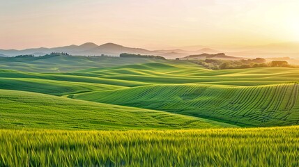 Obraz premium Green rolling hills at sunset. A scenic view of lush green fields with rolling hills. Perfect for nature, landscape, and travel photography enthusiasts. AI