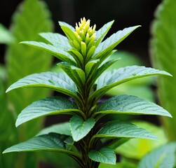 leaves, leaves, herb, garden, tree, cannabis, marijuana, foliage, grass, mint, spring, flora, closeup, green, isolated