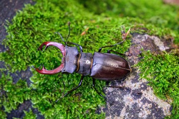 Male European Stag Beetle climbing up a mossy tree trunk. Lucanus cervus, known as the European stag beetle is one of the best-known species of stag beetle in Europe, a protected species.