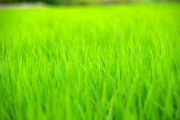 緑の稲穂がある風景