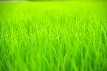 水田の稲、田んぼ、稲のある風景