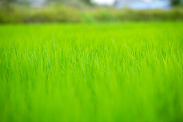 水田の稲、田んぼ、稲のある風景