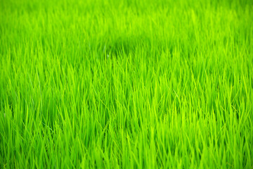 水田の稲、田んぼ、稲のある風景