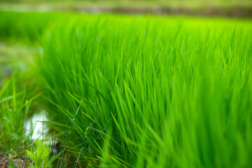 緑の稲穂がある風景