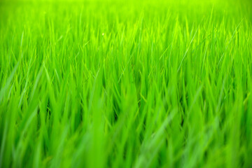 水田の稲、田んぼ、稲のある風景