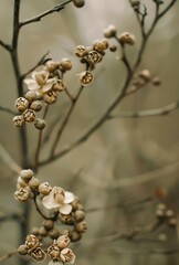 A vintage color palette featuring earthy tones of brown, olive green, and beige The muted hues reflect a classic, nostalgic charm, evoking the warmth and simplicity of retro design