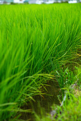 水田の稲、田んぼ、稲のある風景