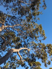 Sydney Red gum tree
