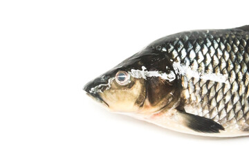 close up of a goldfish on a white background