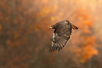Beautiful red tailed hawk in autumn