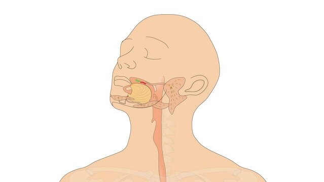 Animation Verdauungssystem / Verdauungsorgane - nah Zoom - Rachen Speicheldr&uuml;sen Speiser&ouml;hre Magen Zw&ouml;lffingerdarm D&uuml;nndarm Dickdarm Anus des Menschen