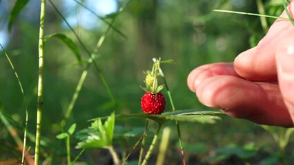 Wild strawberry in the forest. Picking wild berries. Wild strawberry bush in In nature. Fragaria vesca berry in Woodland. Hand picking ripe wild strawberries in forest. 