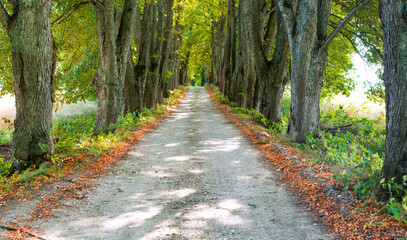 Rustic gravel road at the early autumn day among linden alley