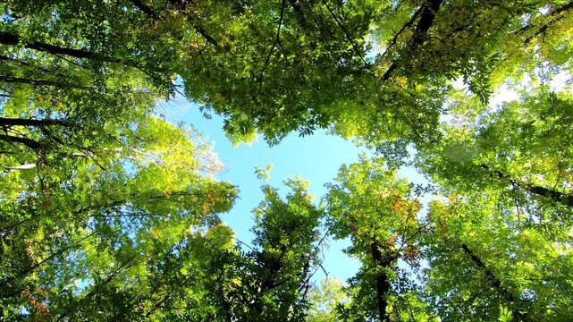 Beautiful view under the chestnut trees in a very lush and green forest in autumn sunny day with blue sky. Point Of View (POV), subjective view
