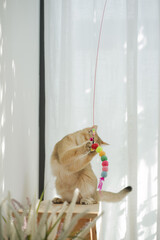 pet care concept with british cat relax and play in living room