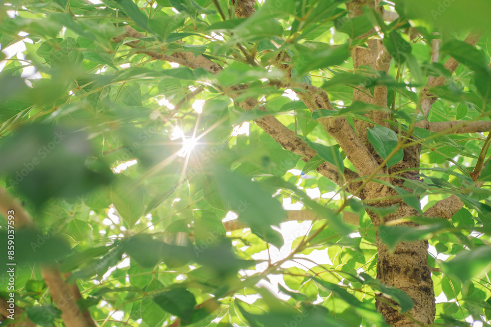 Canvas Prints nature and landscape concept with tree with sunlight and flare background