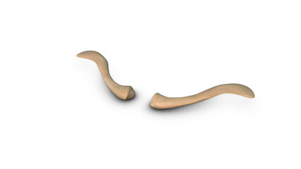 Human Clavicle bone isolated on white background