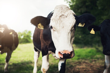 Portrait, farming and cows in field in countryside for sustainable business, dairy production and agro industry. Nature, grass and cattle on morning walk for grazing, growth and healthy development