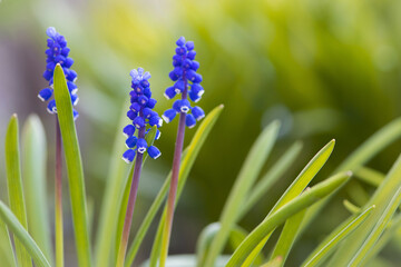 Muscari. Bell-shaped blue flowers, with a white fringe, of Muscari armeniacum surrounded by green basal leaves, close up. Known as Armenian grape hyacinth or garden grape-hyacinth, Asparagaceae.