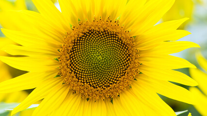 Fototapeta premium bright yellow sunflower in the field. Large flowers of a sunflower in the sunlight. Yellow flowers on a farm field. Agriculture concept, good harvest. Growing seeds for oil. close-up