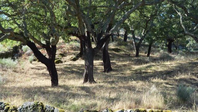 Beautiful and crooked cork oak tree used for the production of traditional cork for wine bottles in the Alentejo region of Portugal.