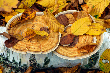 Piptoporus betulinus. mushroom on a birch branch in autumn leaves. dry yellow leaves, round mushroom, parasite. autumn forest or park. natural background, close-up. autumn season. beauty of nature