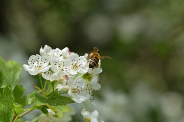 bee on a flowering tree. honey bees pollinating white blossoms of a pear tree, close up, macro shot of collecting bees. insect in nature, spring season. bee on the flowers of the orchard