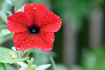 beautiful red flower, dew drops. flowers in the spring park. plants in a country garden. beautiful flowers, flower bed in the summer garden. Red flowers. beautiful flower blooming, close-up