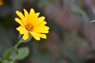 yellow chamomile flowers in the garden. yellow daisy on a beautiful blurred green background, close-up. yellow flowers on the flowerbed. floral background. bright chamomile in spring or summer.