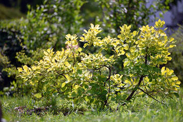 bush. young green leaves on a sunny day. city park or garden near the house. fresh green deciduous trees framed by leaves. nature, trees in spring or summer, selective focus