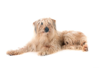Pyrenean Sheepdog in studio