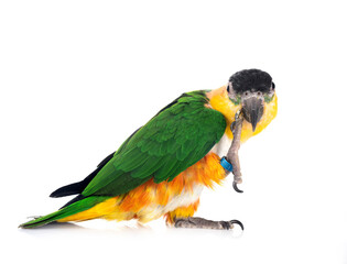 Black-headed parrot in studio
