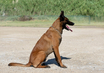 training of belgian shepherd