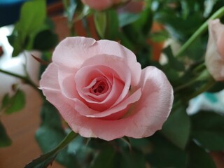 detail of a beautiful bouquet of pink roses
