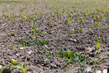 young corn, sprouts in sunny weather
