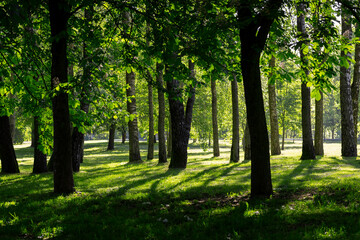 deciduous trees in the park on a sunny day