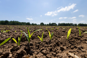 corn sprouts in sunny spring weather