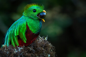 Quetzal, Pharomachrus mocinno, from nature Costa Rica, detail portrait. Magnificent sacred mystic green and red bird. Resplendent Quetzal in jungle habitat. Wildlife scene from Costa Rica.