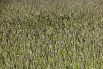 agriculture in the summer with a lot of green cereals