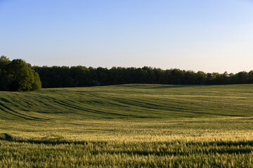 a new wheat harvest at sunset