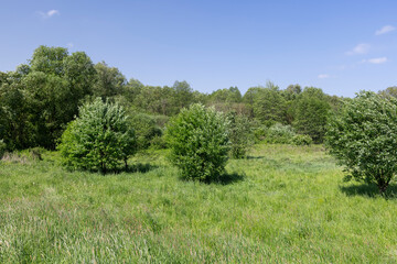 deciduous trees in windy weather in swaying foliage