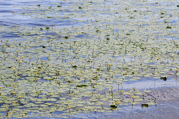 A beautiful scene of water lilies floating on the surface of a lake, perfect for use in nature-inspired designs and projects