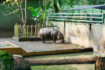 Hippopotamus or Hippopotamus amphibius standing after bath in Surabaya zoo in Indonesia.