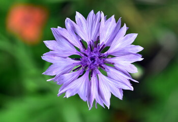 Nahaufnahme einer blauen Kornblume