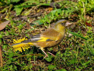 たんぽぽとカワラヒワ